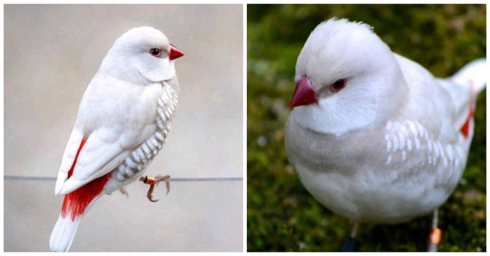  An inimitable British beauty: this little bird makes the animal world even more special