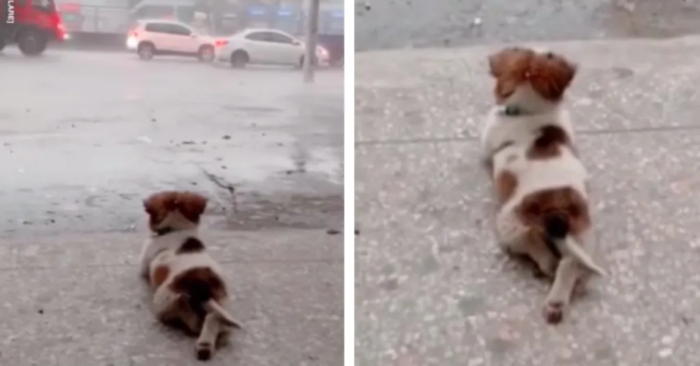  Everyone’s hearts are warmed by this adorable puppy as he calmly observes the rain
