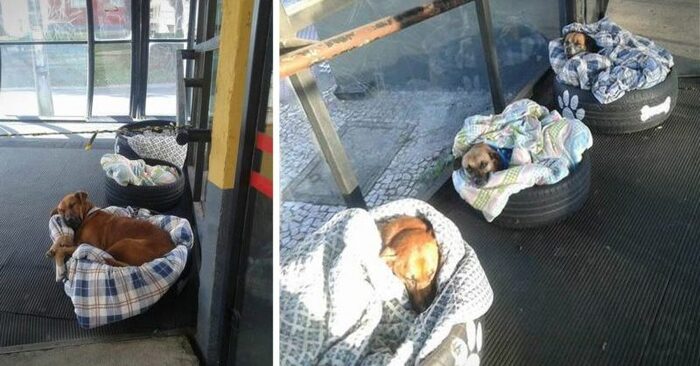  The personnel made a decision that the dogs deserved a warm as well as a cozy place to sleep