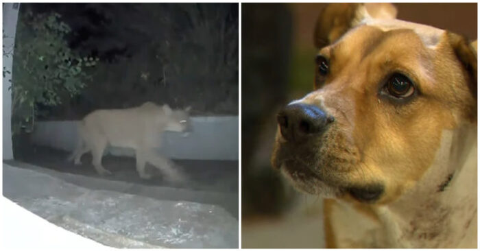 Beautiful story: this brave dog took care of his family by chasing a mountain lion