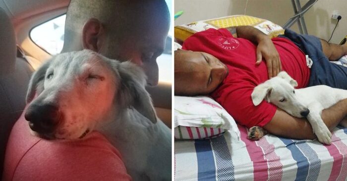  This lonely dog immediately falls asleep in his rescuer’s arms as soon as he realizes that he is taking him home