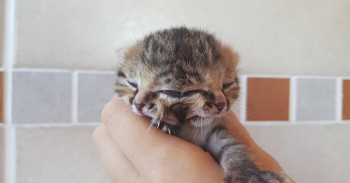  Unusual story: a kitten was born with two faces, but the woman never gave up and saved him