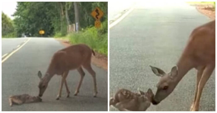  Here’s a cute scene: a caring mother deer rescues her little one who is stuck on the highway