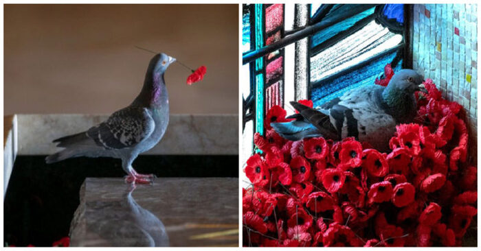  Interesting story: this dove plucked flowers from a soldier’s grave to make a nest for himself