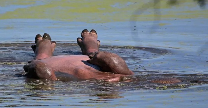  Funny scene: this hippopotamus appears to be sunbathing while floating on his back in the National Park