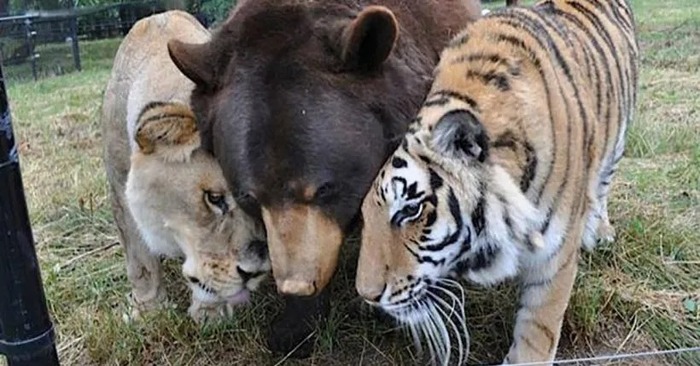  Here is this unreal friendship: a lion, a tiger and a bear have become great friends for 15 years