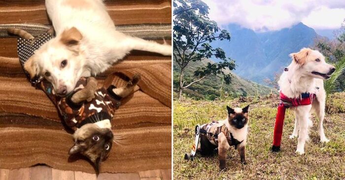  What a touching and warm story: this wonderful wheelchair cat becomes a friend to a disabled dog