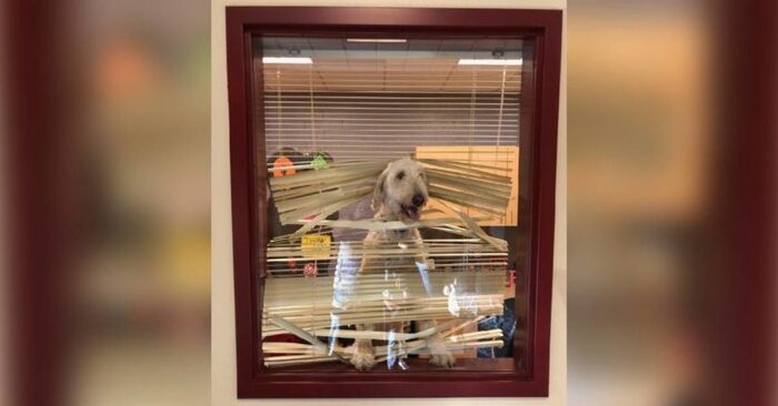  I know not all Labradors are yours, but this one is yours. The dog appeared in the principal’s office