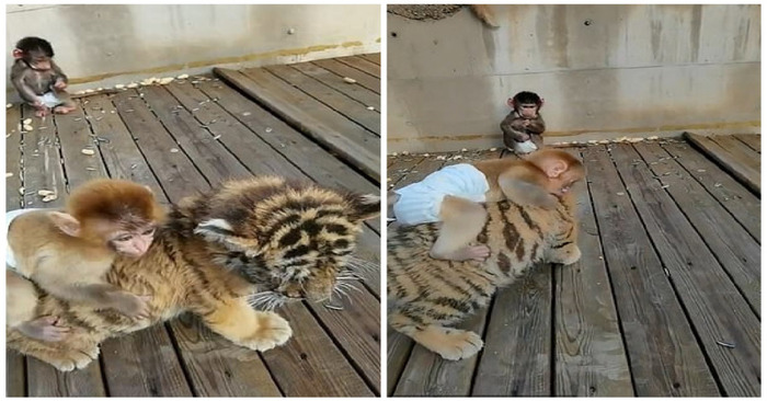  A video of a baby monkey had on his back of a tiger cub pal went viral