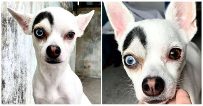 Here are some: this beautiful dog with multi-colored eyes won the hearts of people