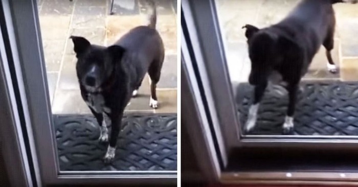  What a cute dog: this beautiful dog thought that the door was glass and stood on the threshold for a long time