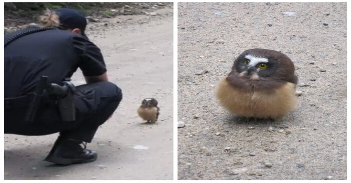  Cute scene: this officer meets a little owlet who reacts interestingly to human conversations