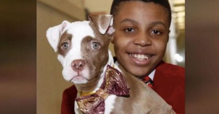  Here’s this great idea: a 12-year-old boy sewed bow ties for shelter dogs to be adopted