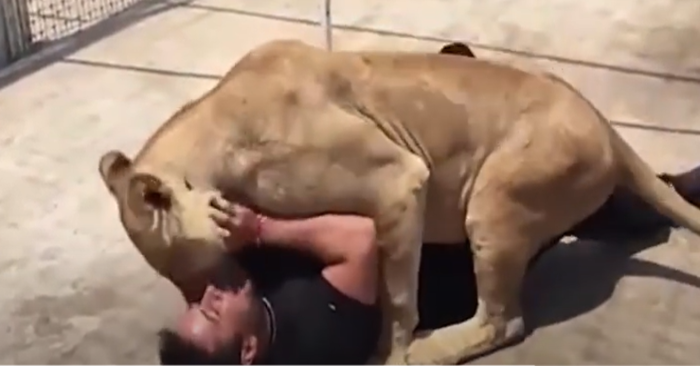  Lovely reaction scene: this is a loyal lioness which saw the man who saved her 7 years ago