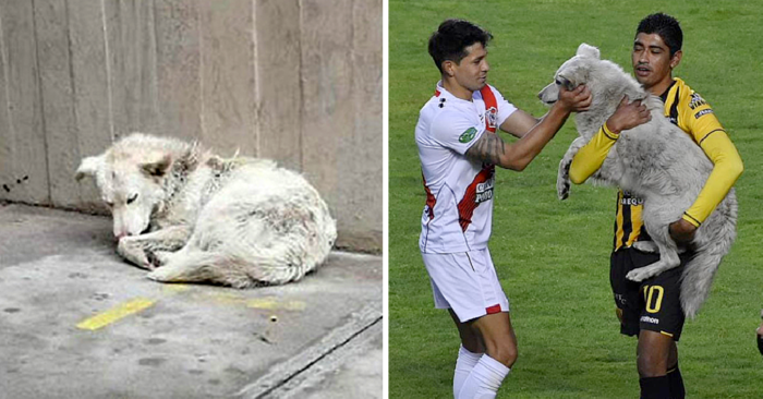  Beautiful story: what a dog did during a football game changed his life forever