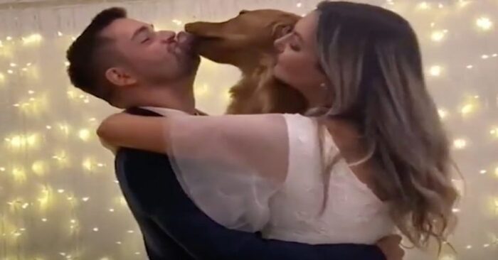  Lovely scene: this cute dog was at his owners’ wedding and joined them during the first dance
