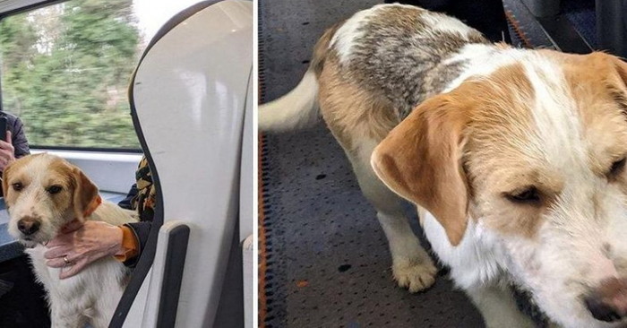  Interesting story: this cute dog boarded the train and immediately befriended the passengers