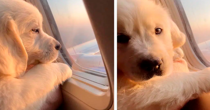  Cute scene: this puppy enjoyed its first flight on the windowsill and this scene pleases everyone