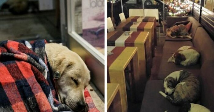 Kind and caring people: cafe allows lonely dogs to sleep inside every night