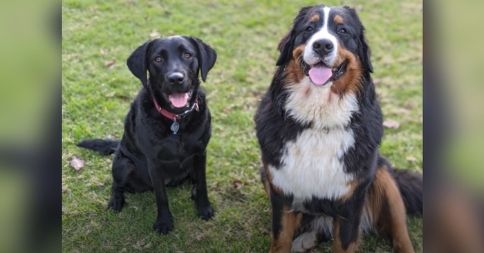  Sweet scene: these best and most devoted friends met in the park after a two-week separation