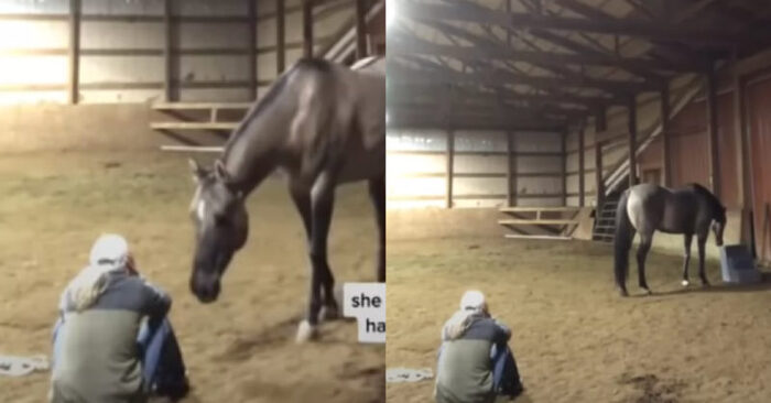 Lovely story: a caring horse comforts a sad owner in this touching story