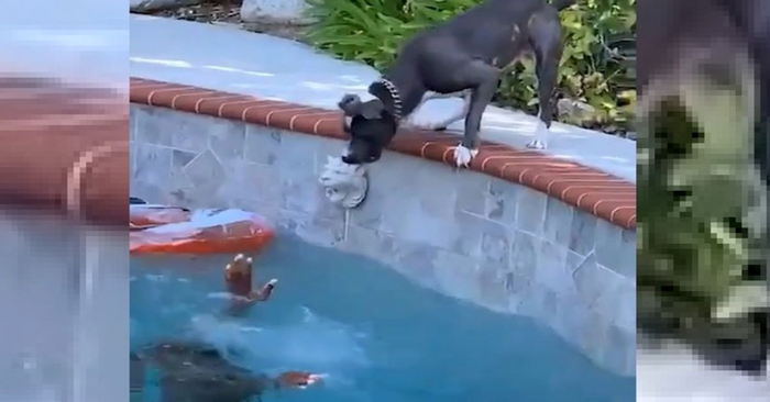  What loyalty: a brave dog forgot about his fear of water when he thought that his owner was in danger