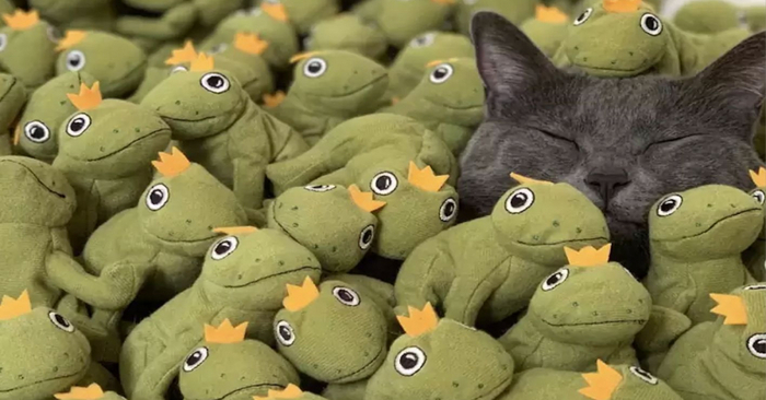  Cute story: this cat loved her plush frog very much, now this cat has a whole collection