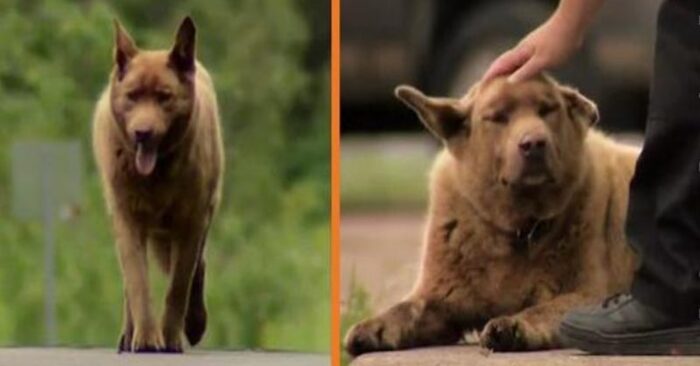  Interesting story: this unique dog walks 4 miles every day to greet everyone