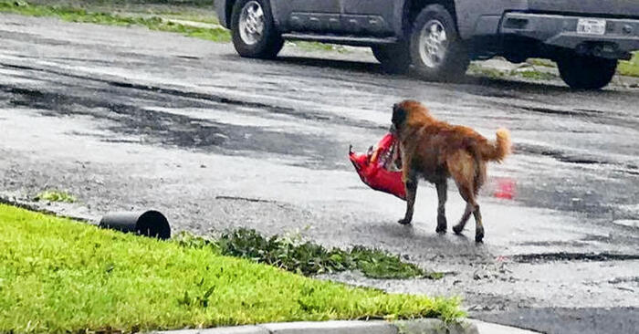  Dogs are wonderful creatures: the dog did not despair and dragged a heavy package to the door