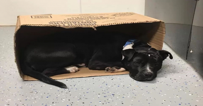  Cute scene: this dog, found alone on the street, only feels safe in a cardboard box