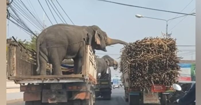  The cutest thieves: these elephants stole sugar when they were next to a full truck