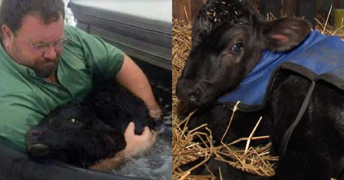  A beautiful story: a good former found a freezing calf and saved his life with the help of