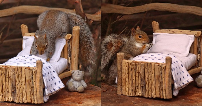  The photographer created a nice atmosphere for the squirrel in the garden, and the photos turned out cool