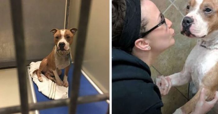  Cute moment: shelter dog thanks his owner for adopting and taking care of him