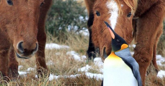  What a great story: a herd of horses welcomed a lost, lonely penguin into their group