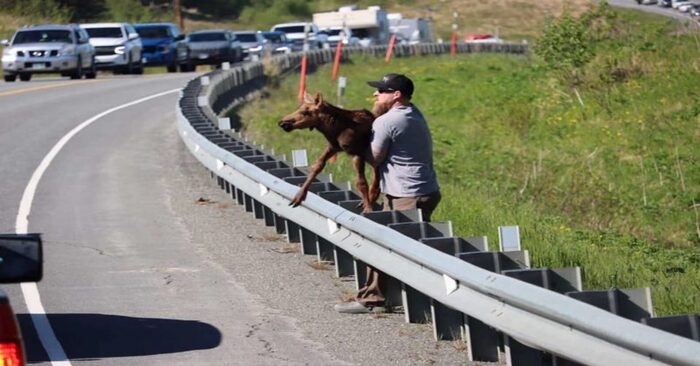  A real hero: this kind driver could save a lonely moose and reunite him with his mother