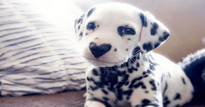  Cute face: everyone fell in love with this cute Dalmatian with a heart on his nose