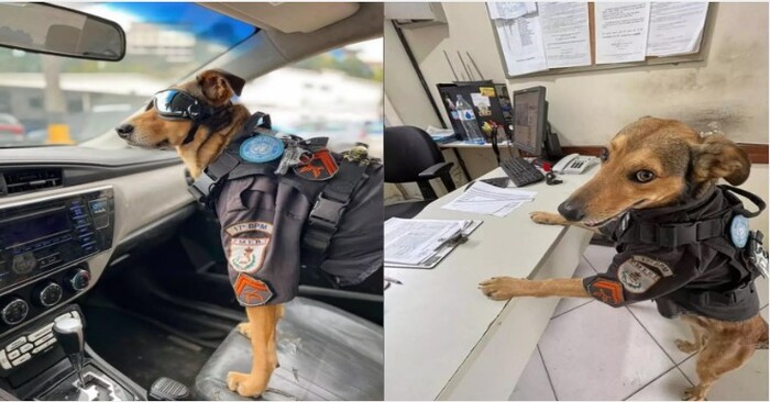  Cool dog: this Brazilian quirky police officer surprised everyone and became an Internet star