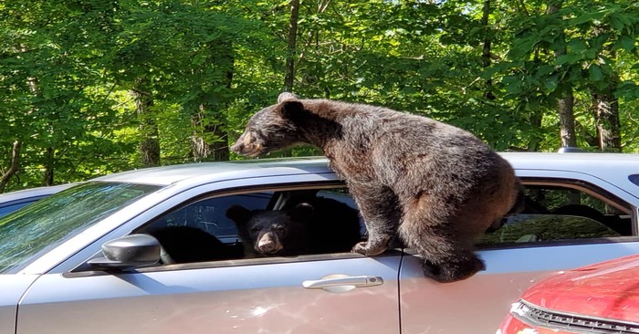  This is a surprise: a man went outside and saw that the bears wanted to enter his car