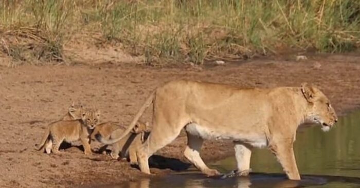  What a cute and lovable scene: mother lioness teaches her tiny babies how to cross a stream