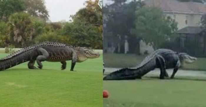  Amazing scene: incredibly giant alligator appears on Florida golf course