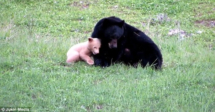  Cute scene: patient mother bear plays with her beautiful little baby in cute footage