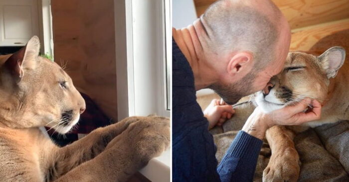  Interesting story: this cougar lives in the house as a house cat and the owner really granted his wish