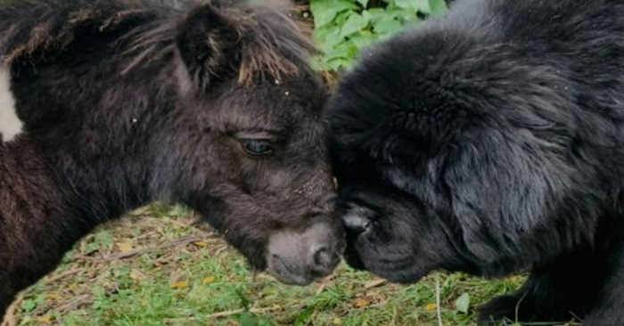  Sweet friendship: from the first meeting, these unusual creatures became inseparable friends