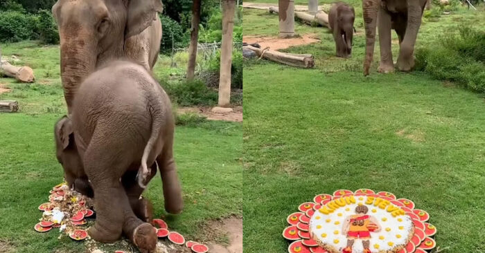  Funny story: this cute baby elephant destroyed his grandma’s cake in these hilarious photos