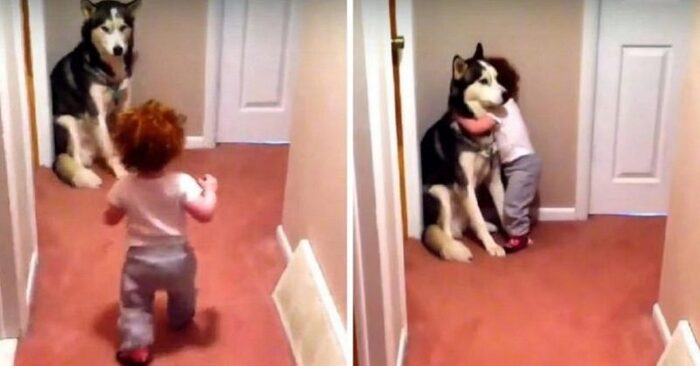  Cute scene: this baby was afraid of the vacuum cleaner and immediately ran to her dog for protection