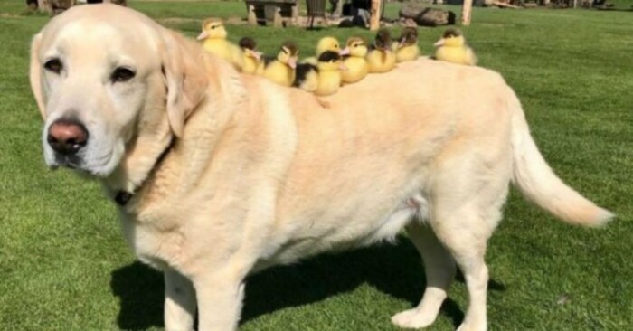  This dog like a real mother: Fred the Labrador who adopted nine orphaned cute ducklings