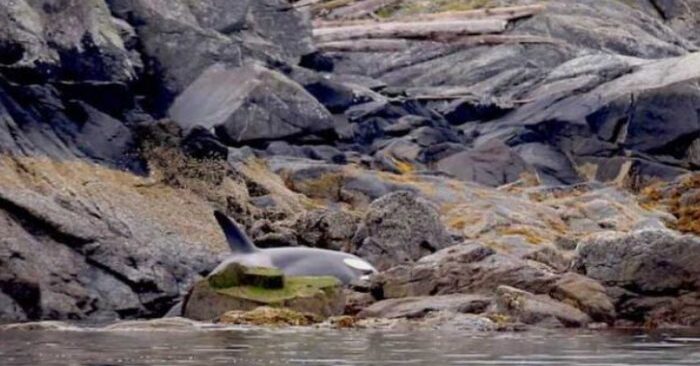  A beautiful story of kindness: a cute orca, stuck in the rocks, and called for help