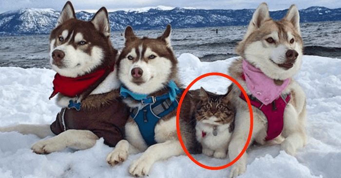 Cute creatures: this lovely cat grew up as a husky and now thinks she’s a huge and brave dog