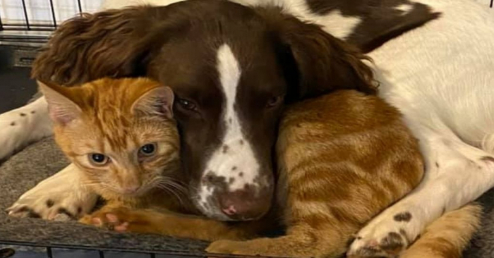  This is real friendship: this inseparable duet proves that there is friendship between a cat and a dog